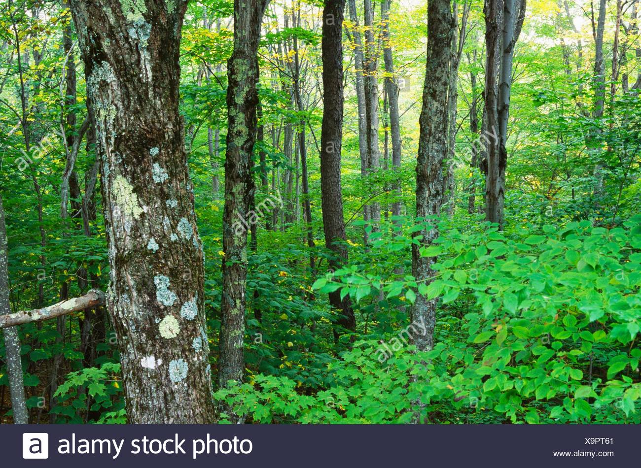 Monongahela National Forest High Resolution Stock Photography and