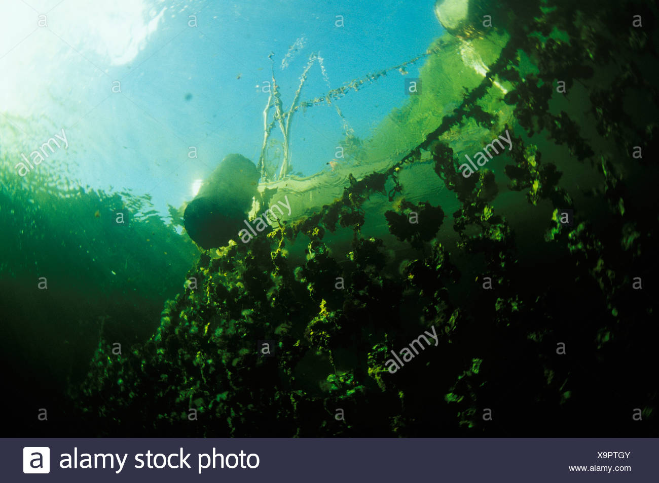 Oyster Farming Underwater Stock Photos & Oyster Farming Underwater