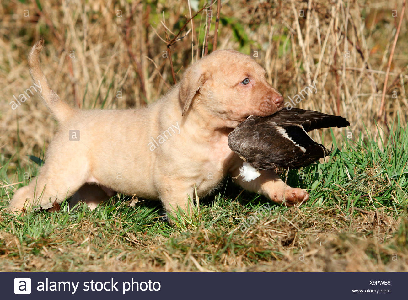 dead grass chesapeake bay retriever