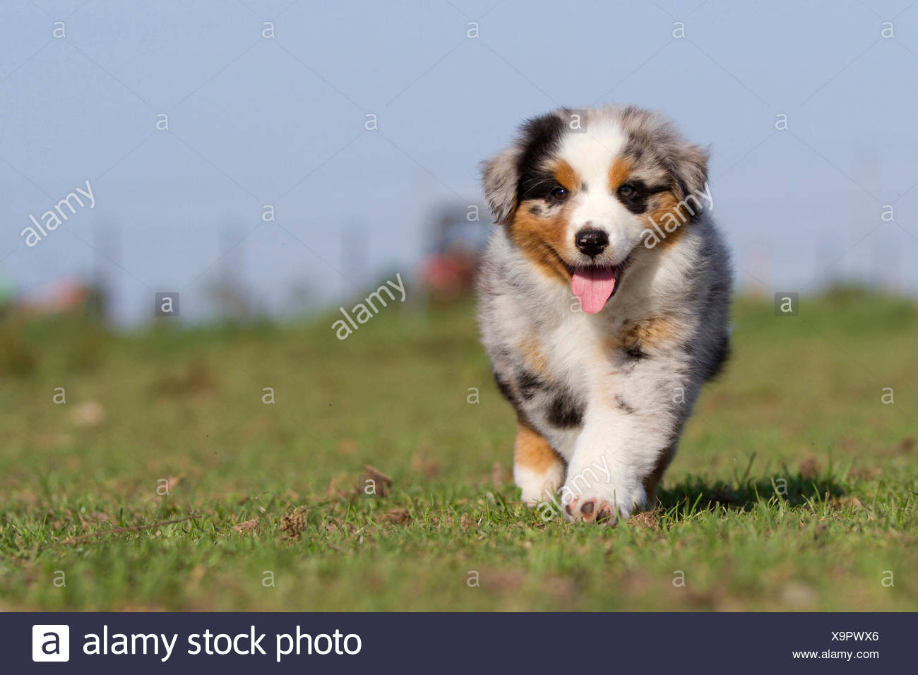 blue merle pastor australiano
