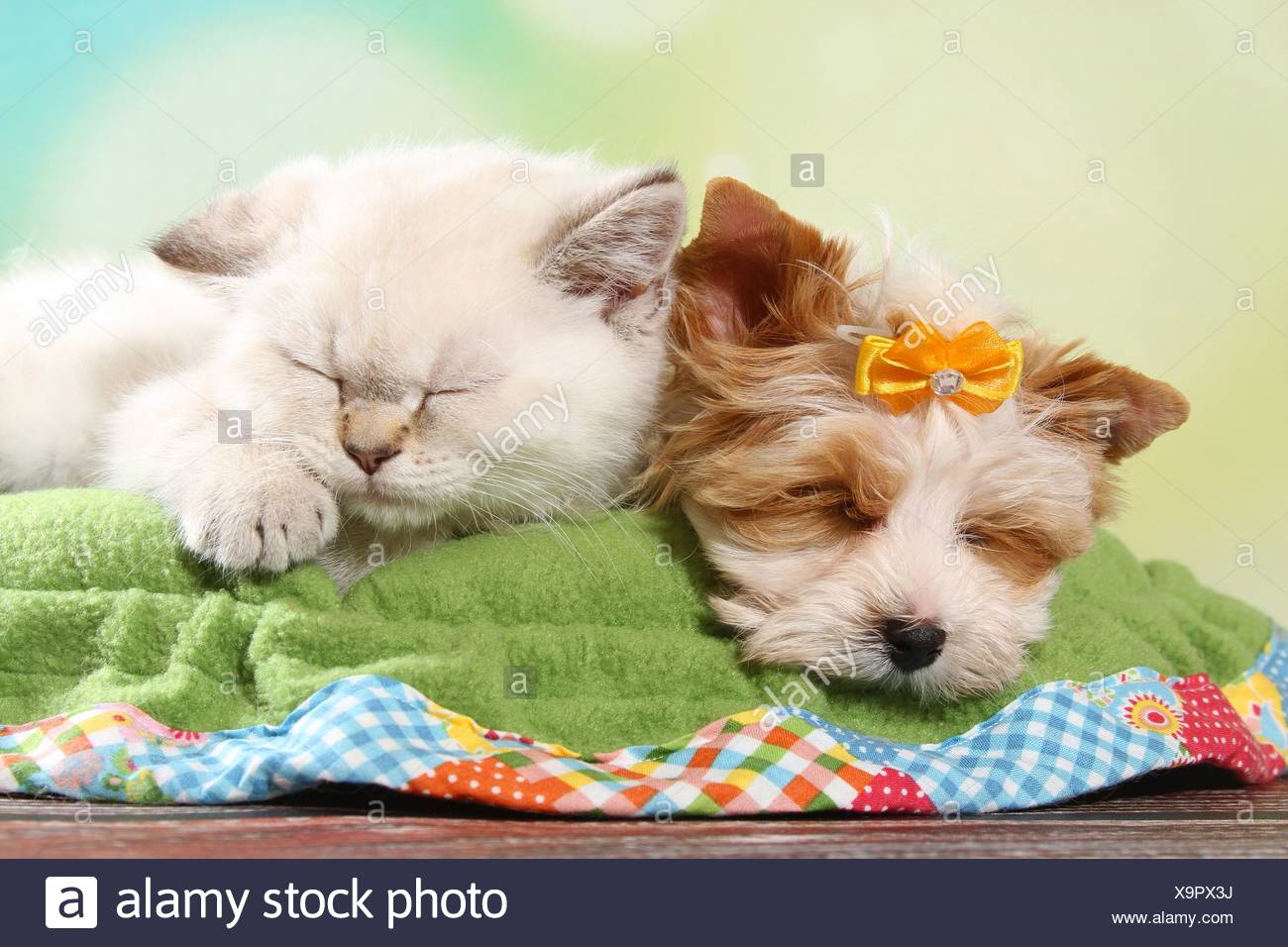 Yorkshire Terrier Puppy And British Shorthair Kitten Stock Photo