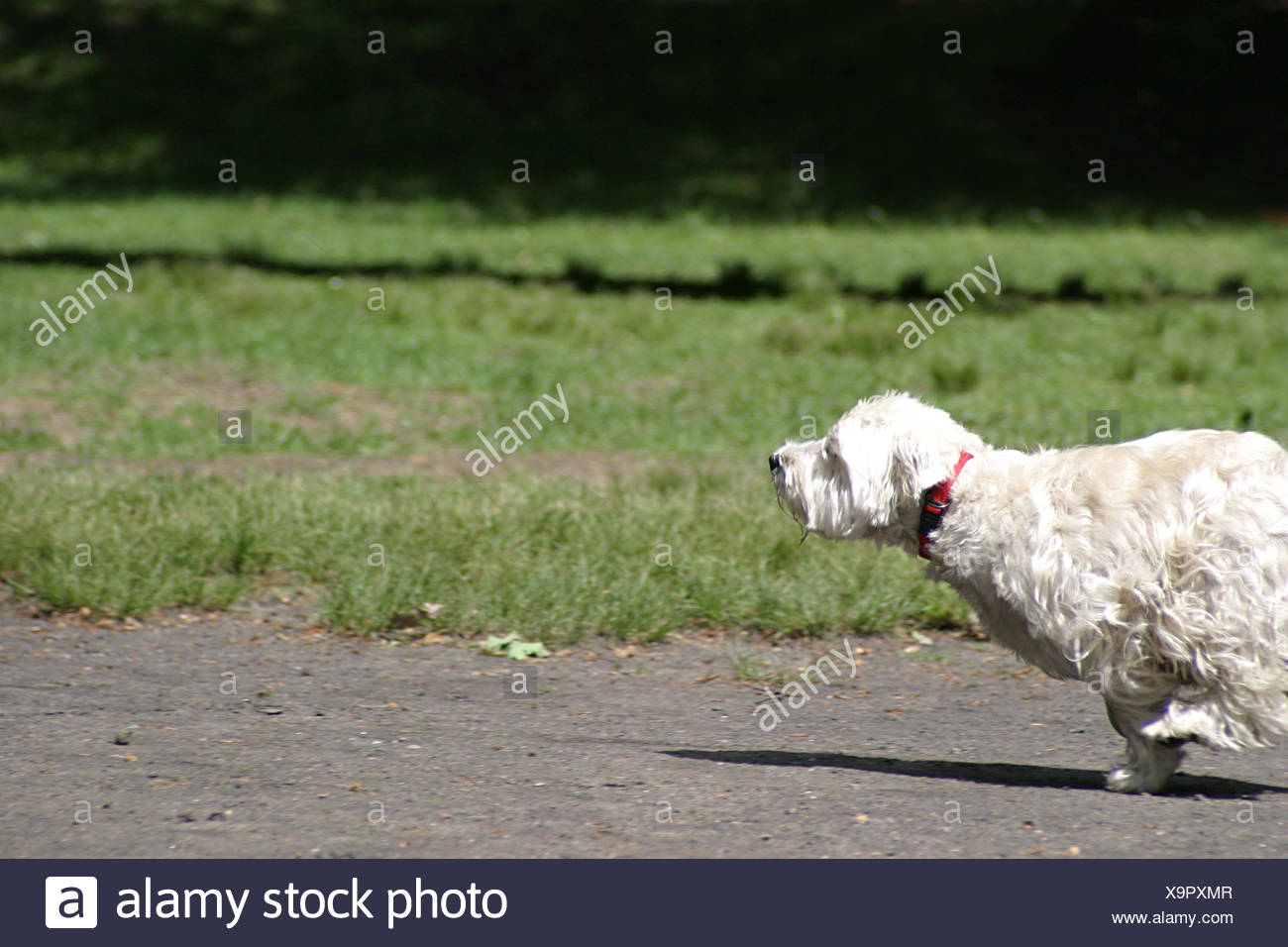 Small Tiny Little Short Dog Terrier Pedigree Dog Hound Shorthaired