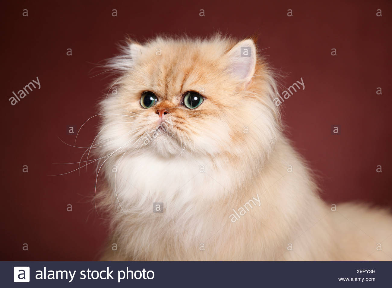 golden chinchilla cat