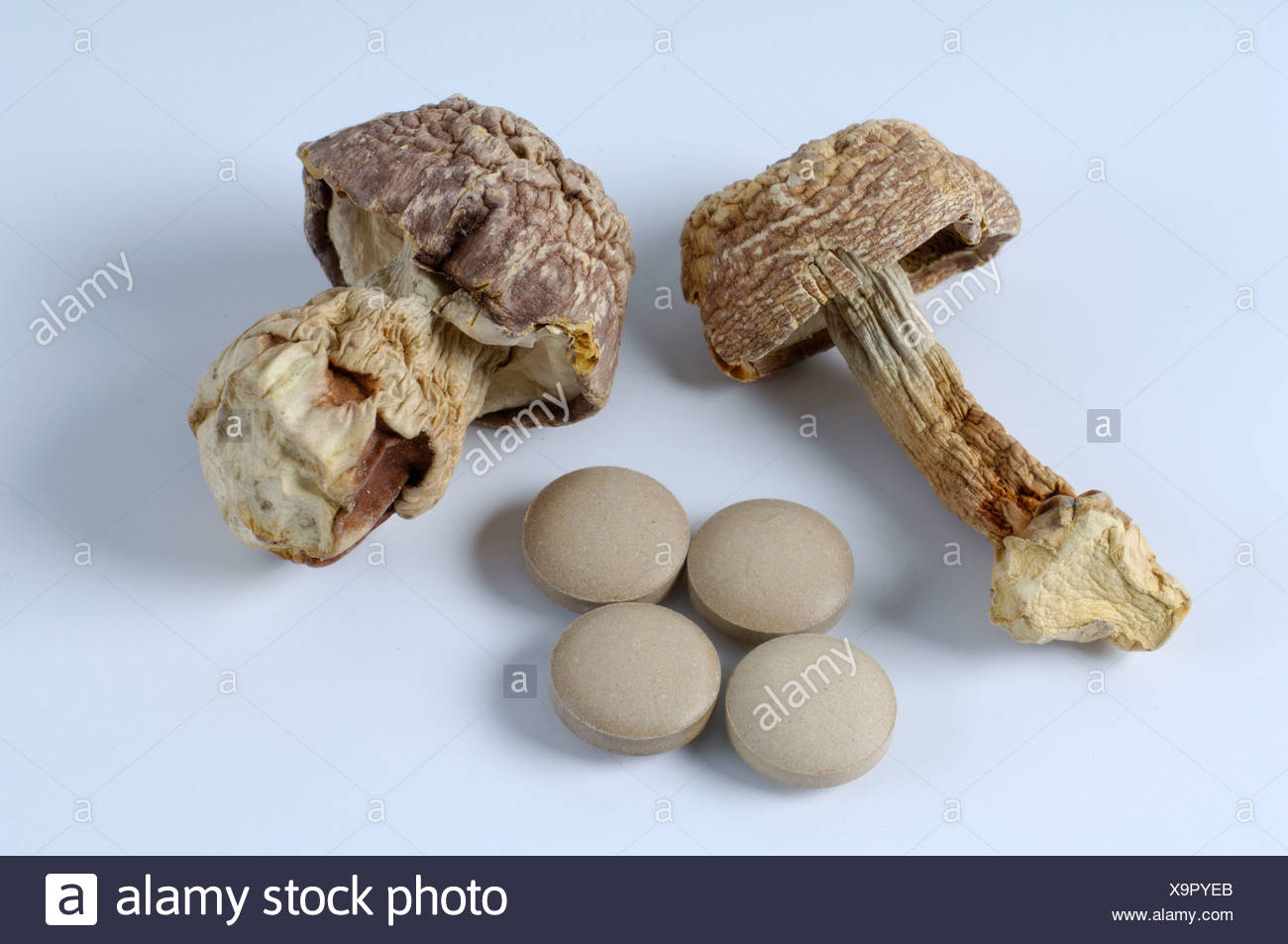 Matsutake Mushrooms Stock Photos & Matsutake Mushrooms Stock Images Alamy