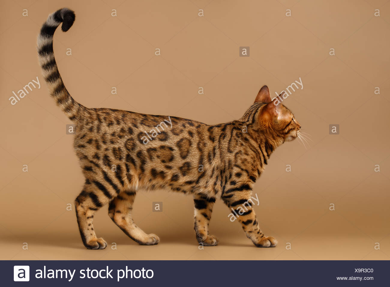 Bengal Cat Walks At Profile View Stock Photo Alamy