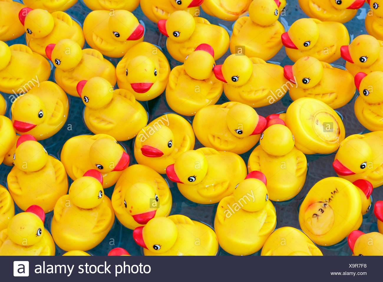 Download Yellow Rubber Duckys Floating On Water Stock Photo Alamy Yellowimages Mockups