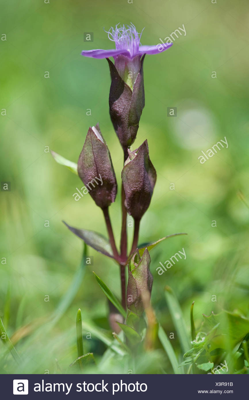 Gentian Violet Stock Photos & Gentian Violet Stock Images Alamy