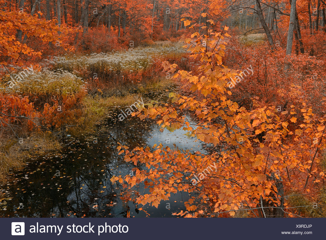 USA, United States, America, New Hampshire, Manchester, North America, East  Coast, NH, forest, autumn, foliage, nature, brook, S Stock Photo - Alamy