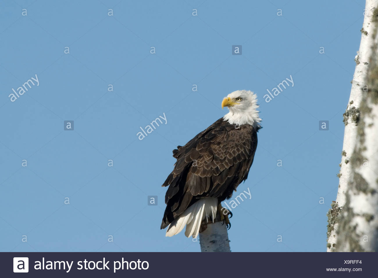Een Amerikaanse Zeearend Zittend In Een Dode Boom A Bald Eagle Sitting In A Dead Tree Stock Photo Alamy