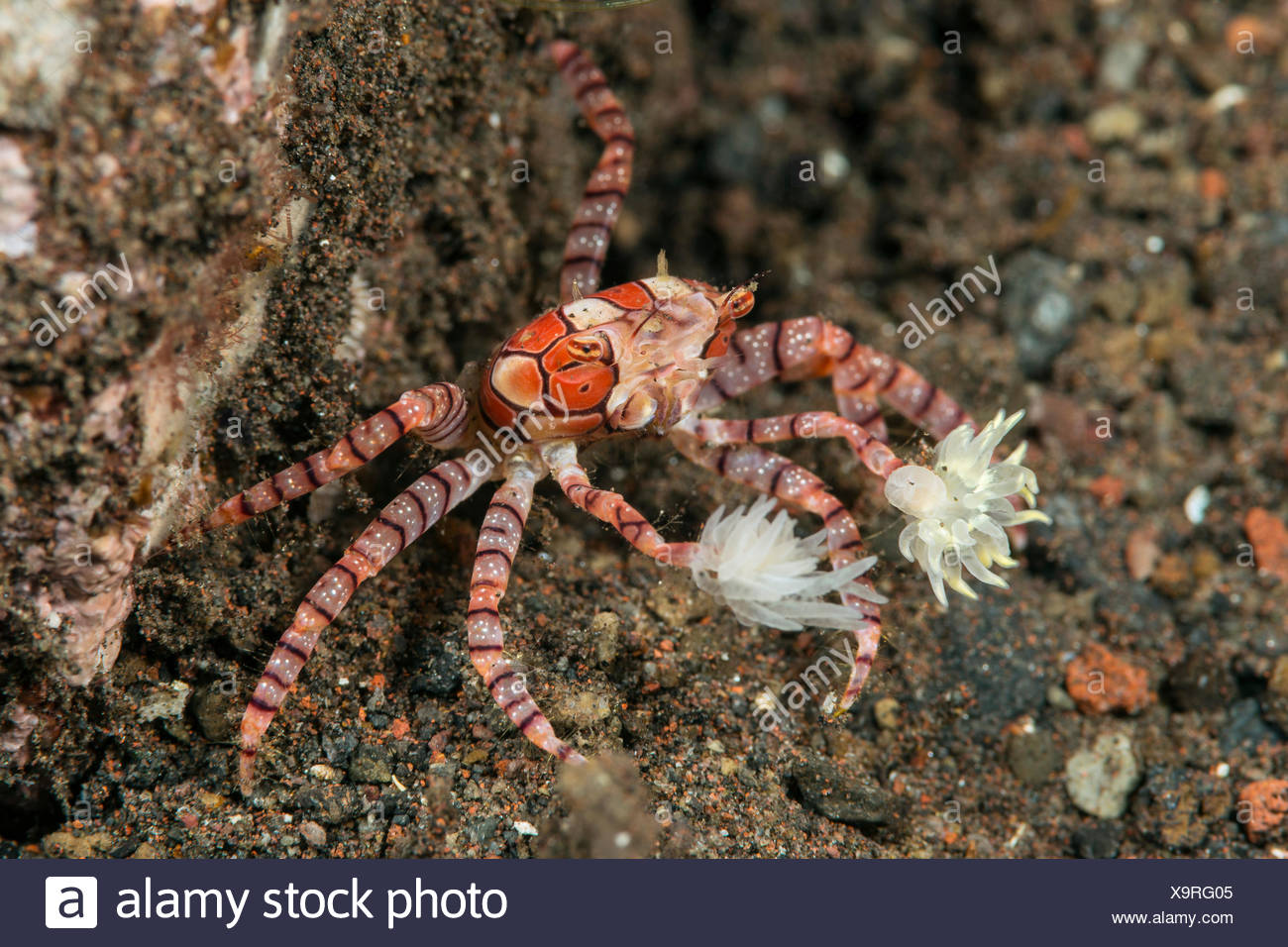 Pom Pom Crab High Resolution Stock Photography And Images Alamy Pom Pom Crab High Resolution Stock Photography And Images Alamy