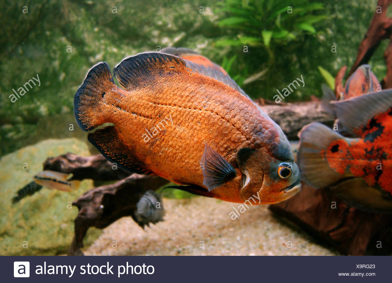 Confirm. was adult oscar fish agree with Opinion adult oscar fish