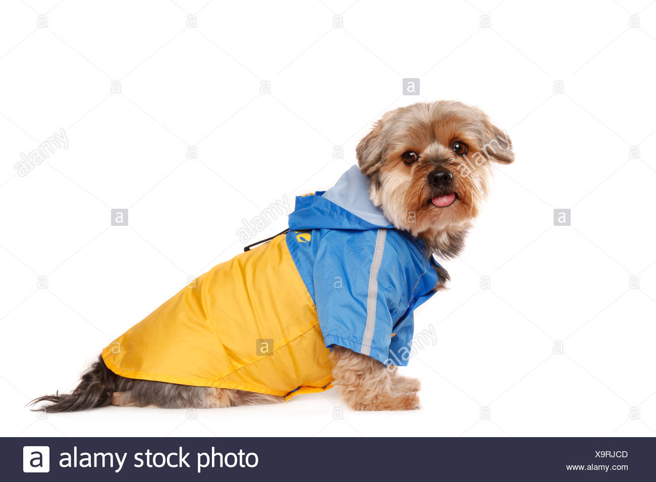 yorkie raincoat