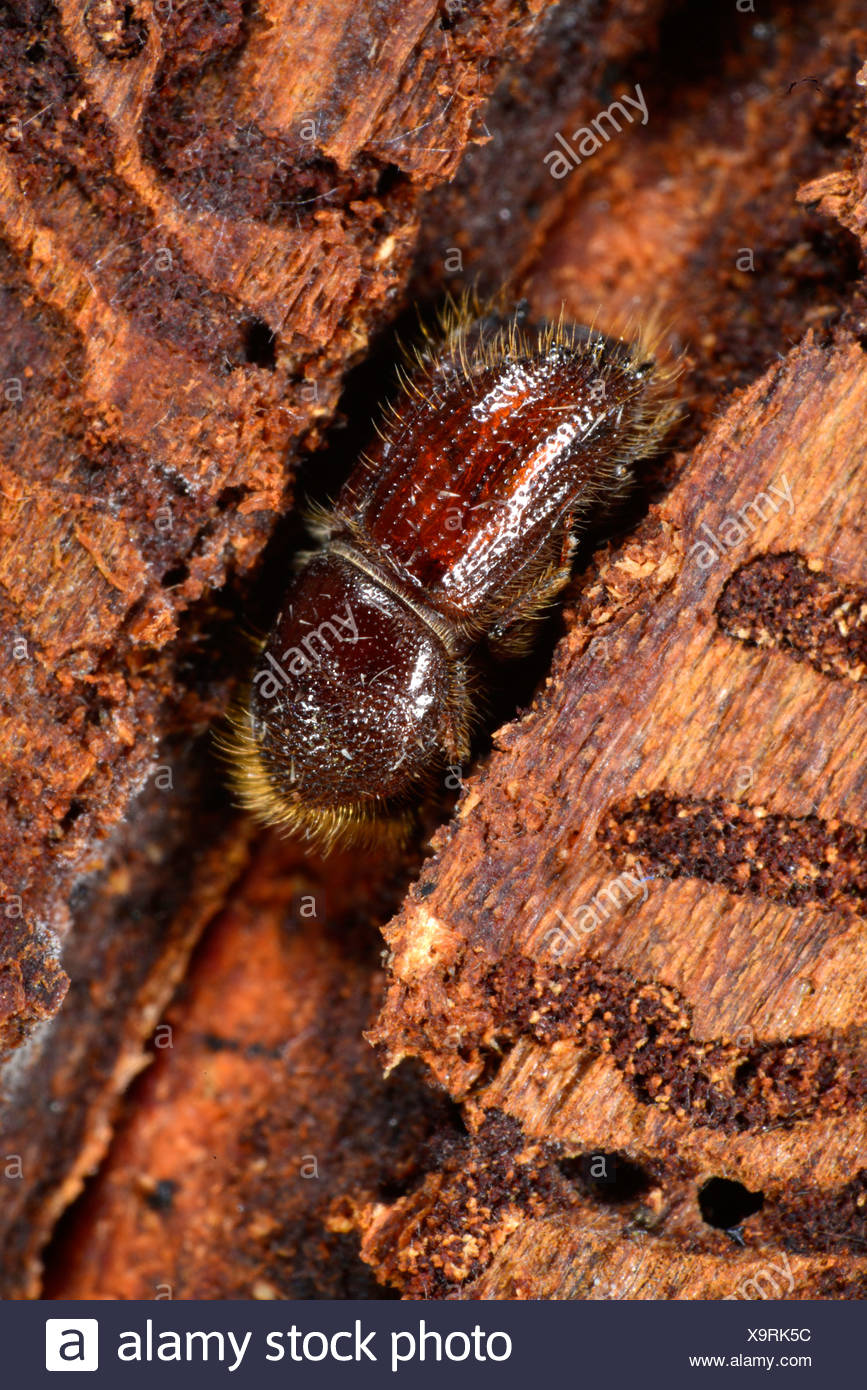 Spruce Bark Beetle European Spruce Stock Photos & Spruce Bark Beetle ...