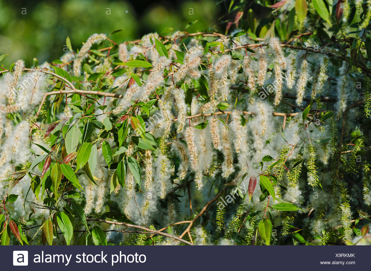 Black Willow Tree Leaf High Resolution Stock Photography and Images Alamy