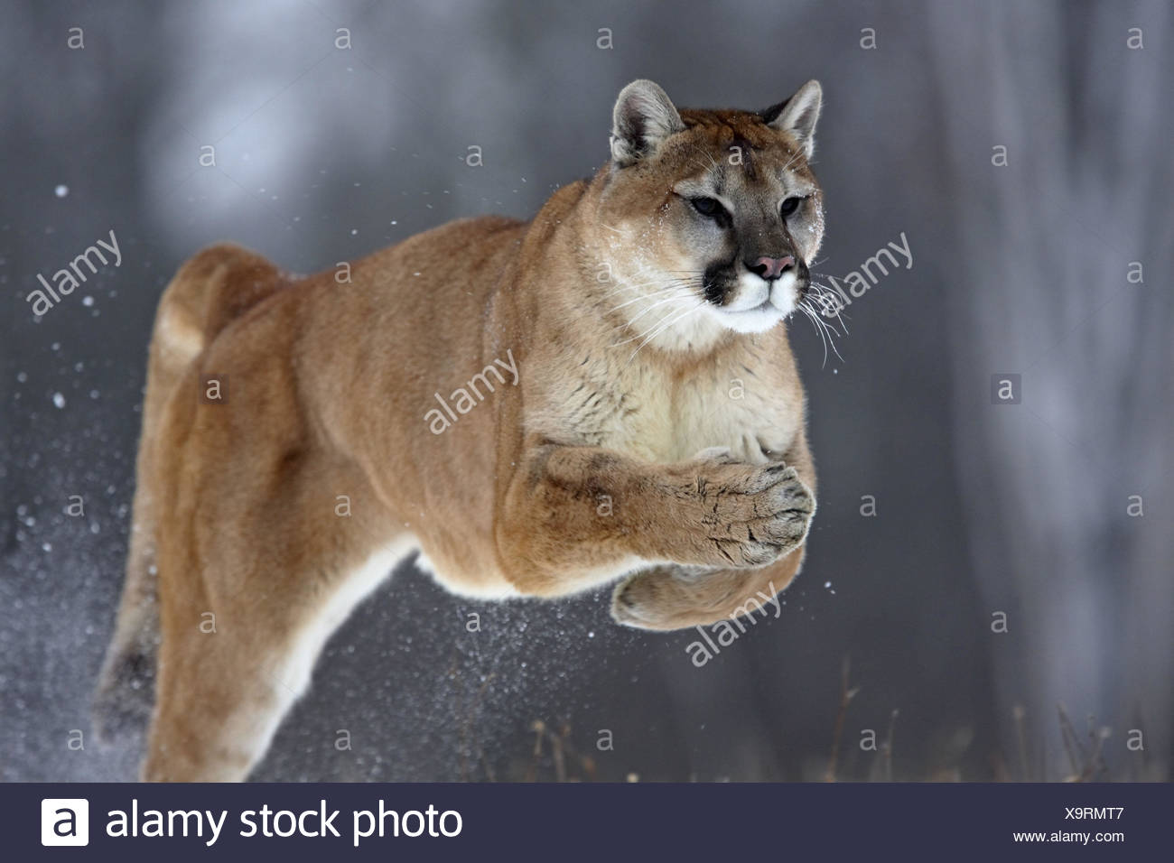 puma jump