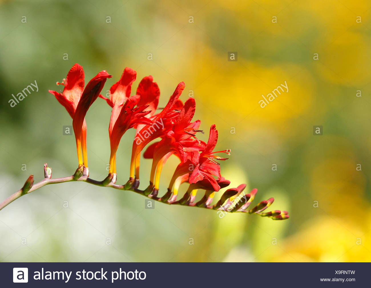 Garten Montbretie Gartenmontbretie Montbretie Crocosmia X
