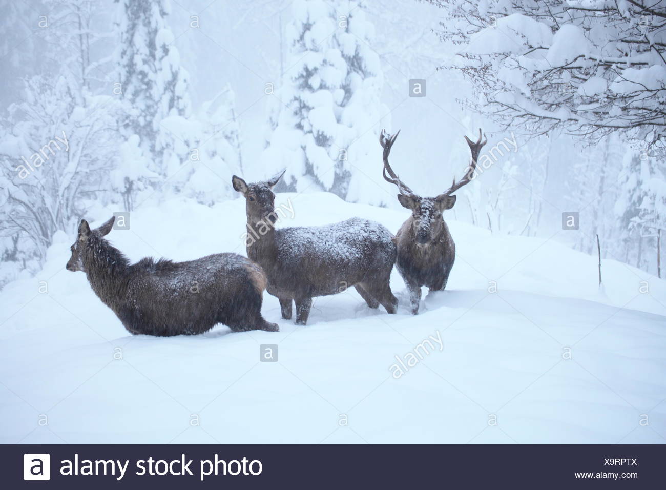 three deers Stock Photo