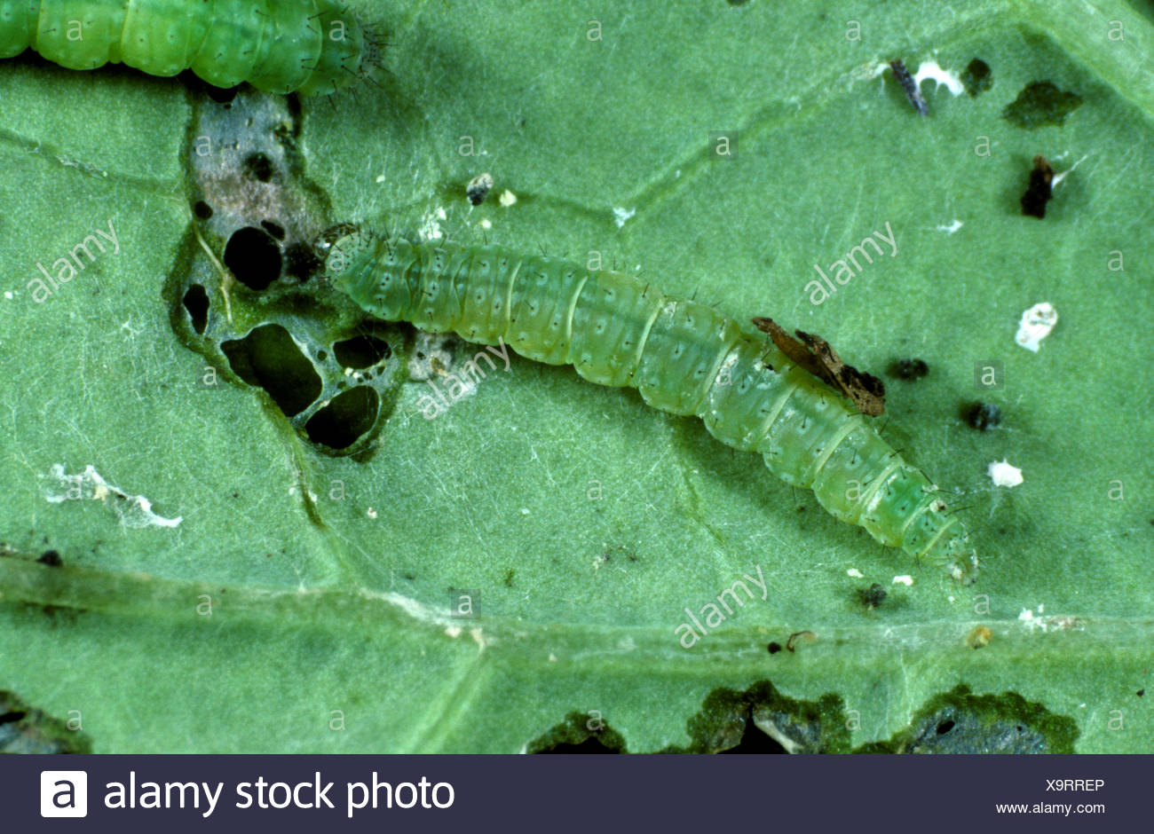 Cabbage Moth Caterpillar High Resolution Stock Photography and Images