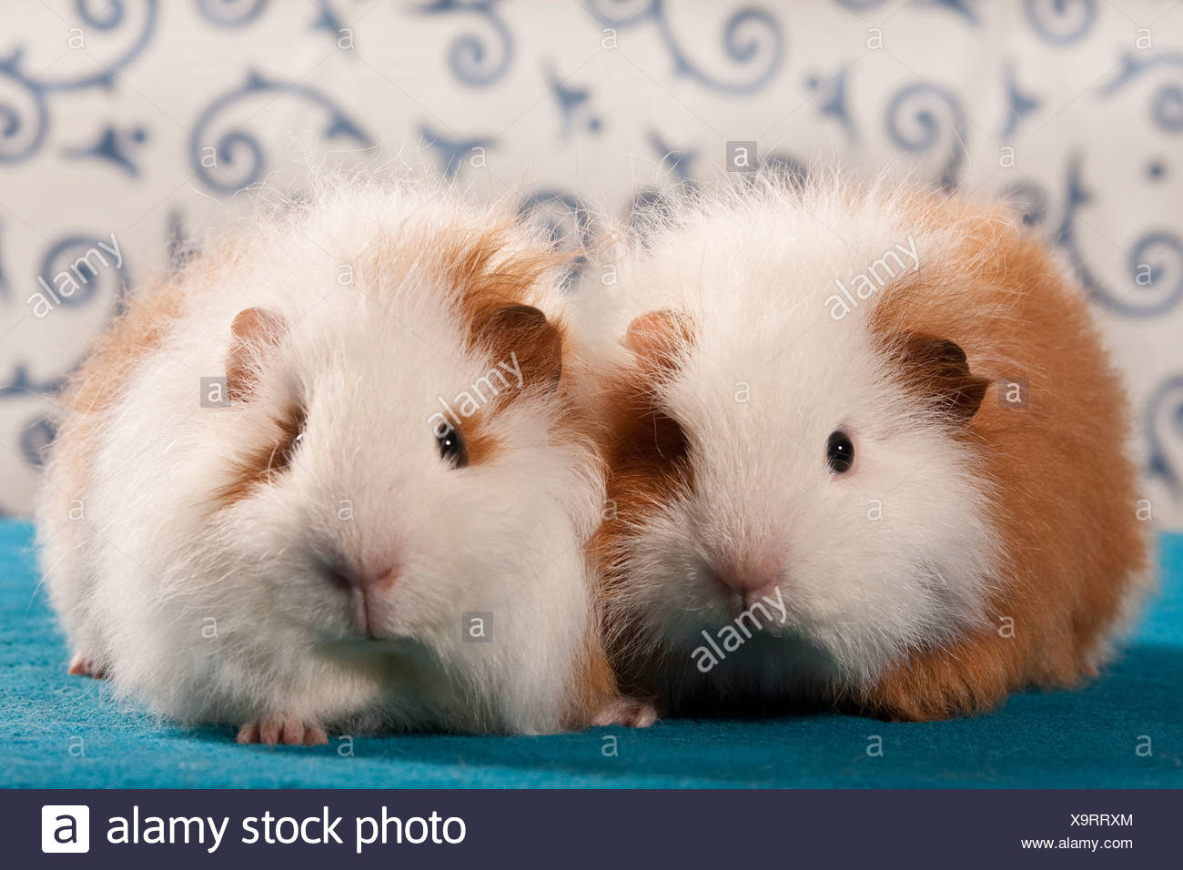 teddy guinea
