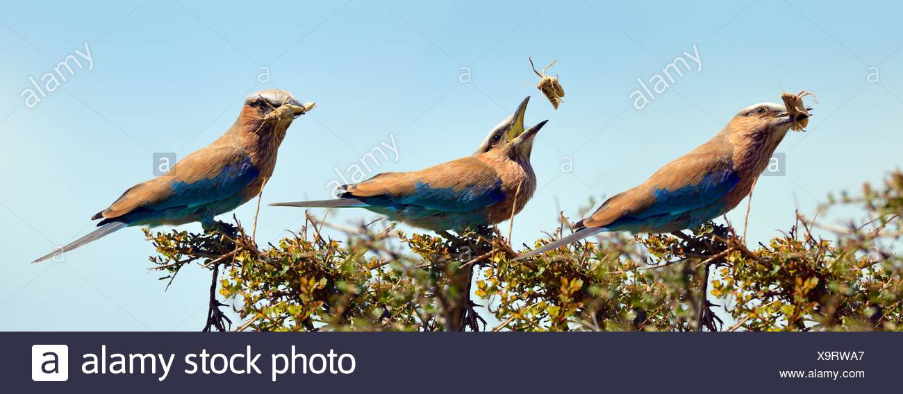 Flipping The Bird Stock s & Flipping The Bird Stock Alamy