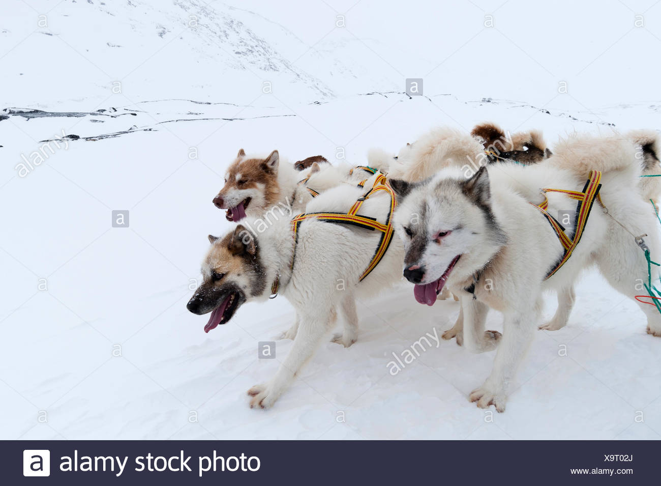 Sled Dogs In Snow Stock Photos & Sled Dogs In Snow Stock Images Alamy