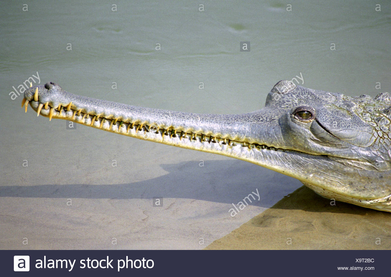 Gharial Gavialis Gangeticus Endangered Species Closeup Of Head Stock Photo Alamy Gharial Gavialis Gangeticus Endangered Species Closeup Of Head Stock Photo Alamy