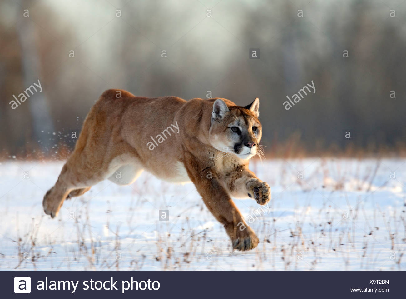 Cougar Running High Resolution Stock Photography and Images Alamy