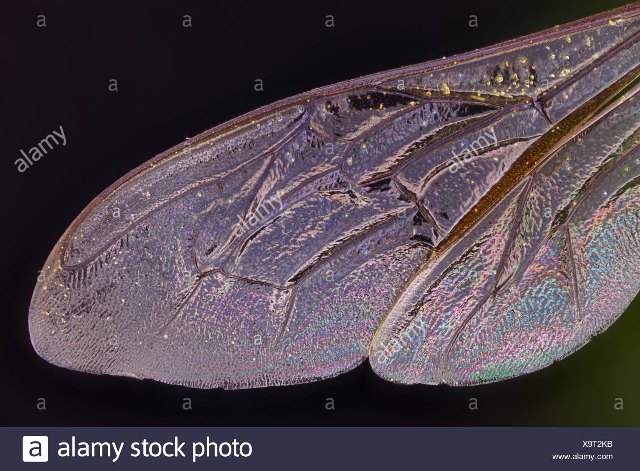 Wing Fly Wing Microscope High Resolution Stock Photography and Images ...