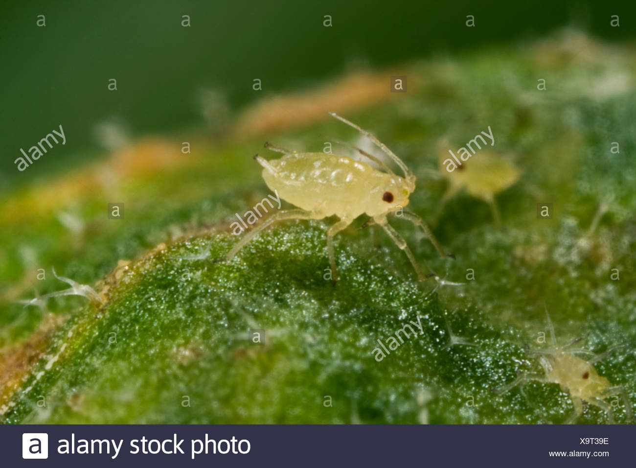Myzus Persicae Stock Photos & Myzus Persicae Stock Images - Alamy