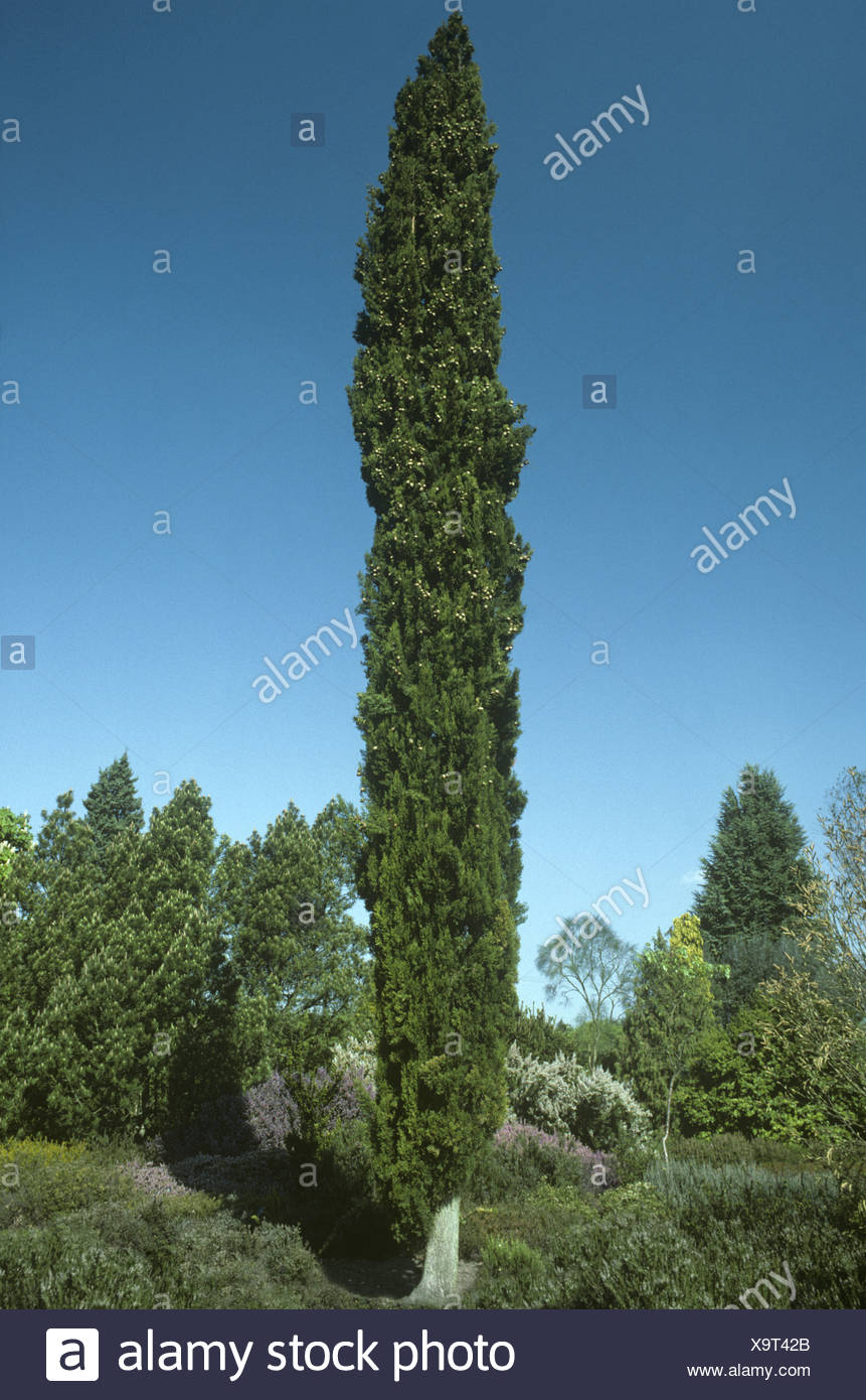 Cypress Trees Cupressus Sempervirens Cupressaceae High Resolution Stock ...