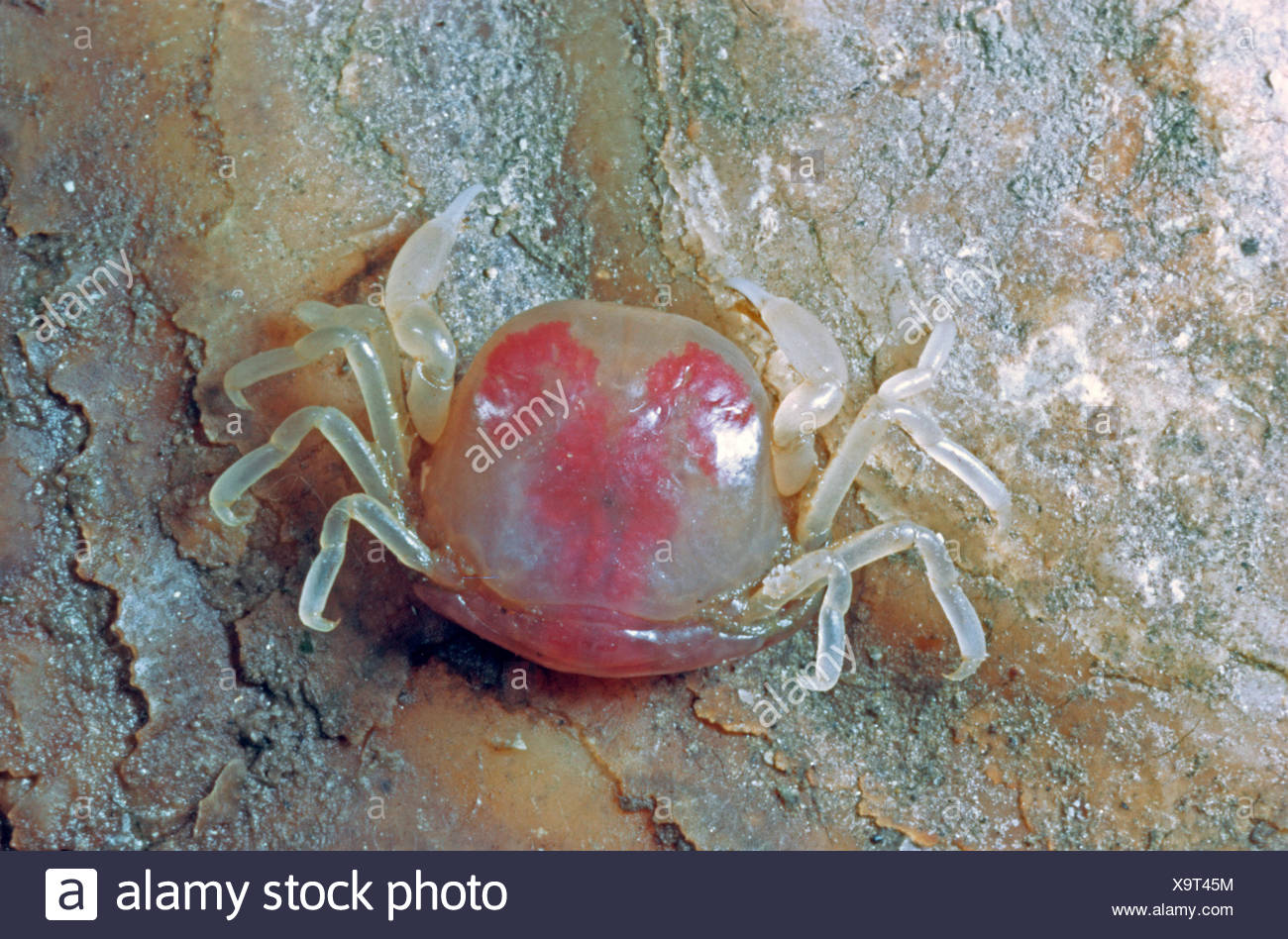 Pea Crab High Resolution Stock Photography and Images Alamy