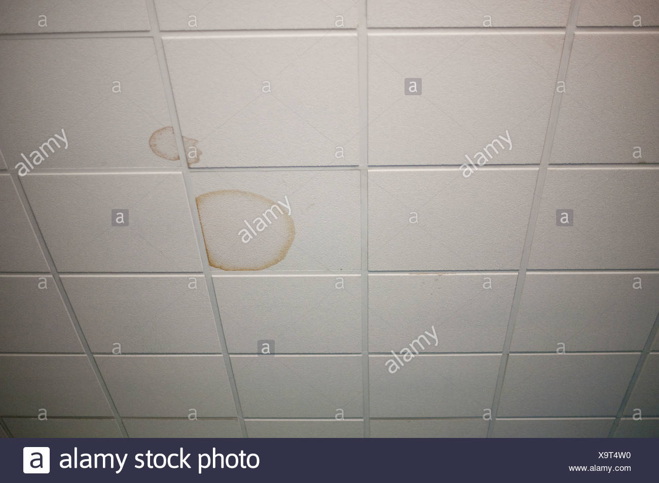 Stained Ceiling Tiles Stock Photo 281428476 Alamy