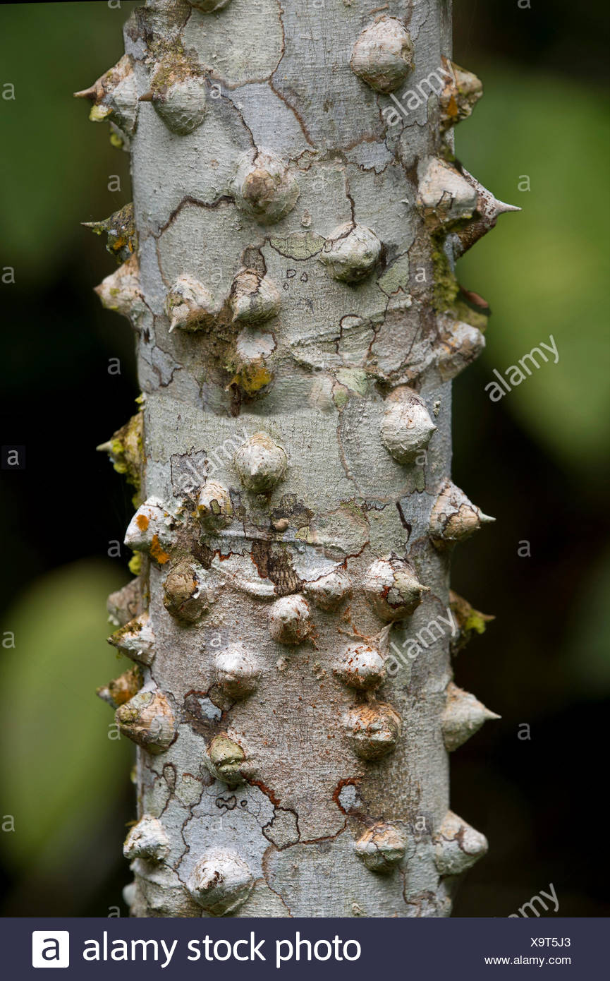 Thorny Bark Of The Silk Floss Tree Ceiba Speciosa Tambopata Nature Reserve Madre De Dios Region Peru Stock Photo Alamy