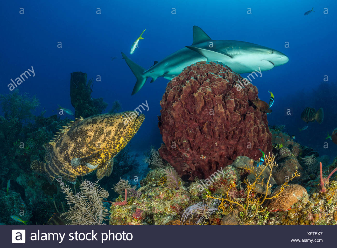 Goliath Grouper Epinephelus Itajara High Resolution Stock Photography ...