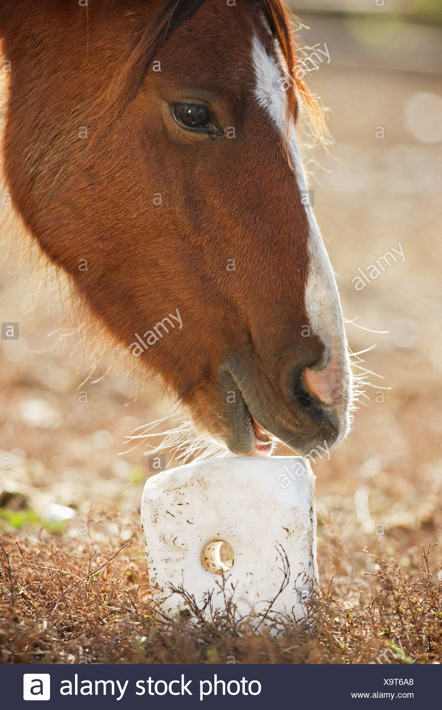 Horse Licking Salt Lick Stock Photos & Horse Licking Salt Lick Stock