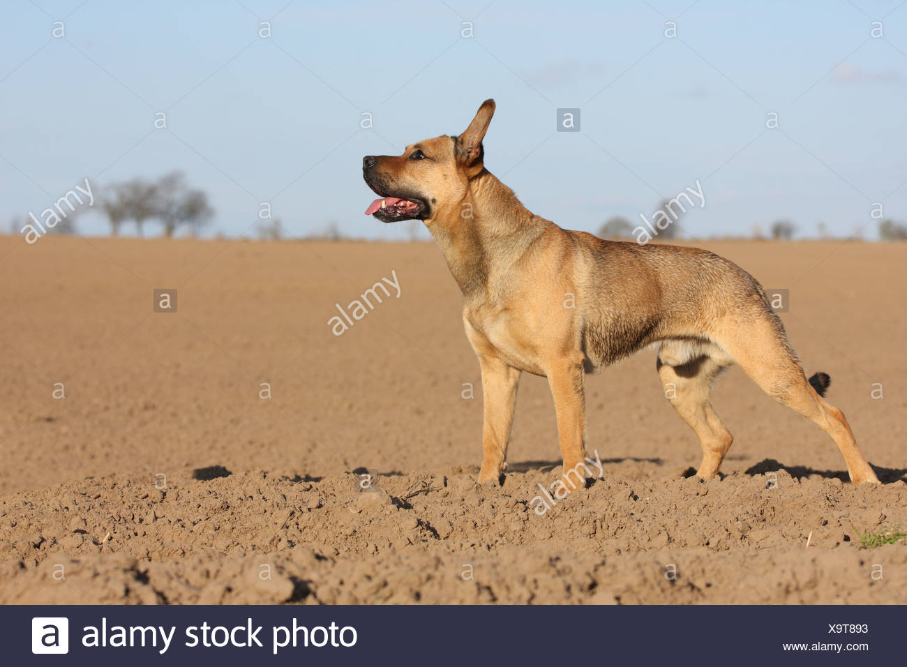 german shepherd feist mix