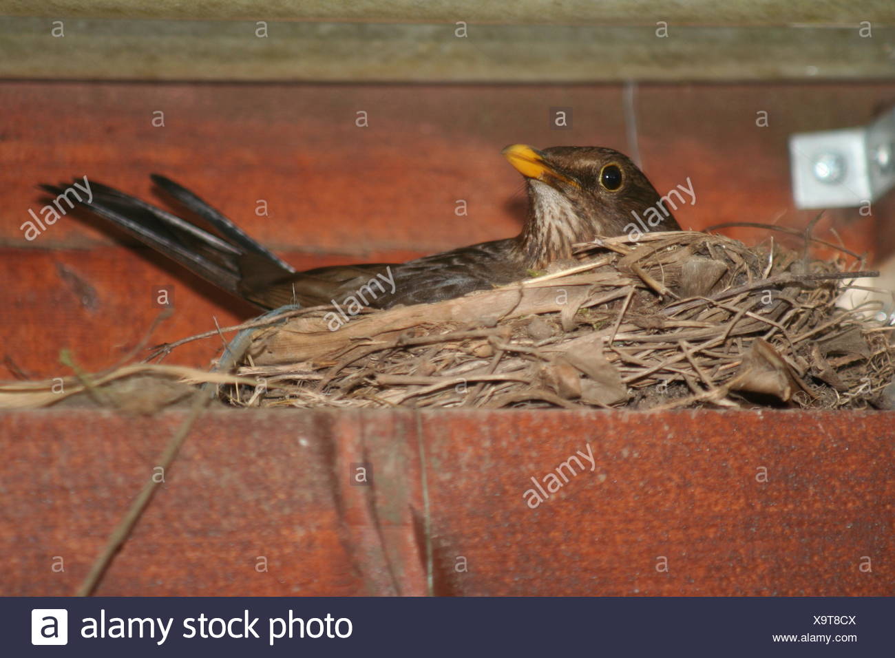 birds Stock Photo