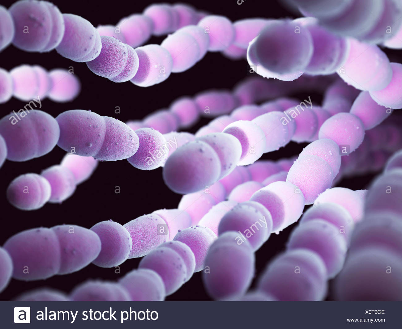 Streptococcus Pneumoniae Stock Photos & Streptococcus Pneumoniae Stock