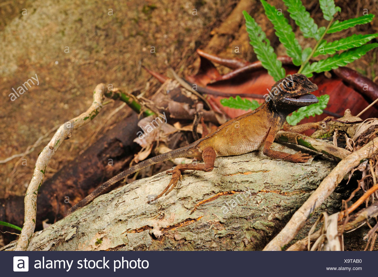 Sri Lankan Kangaroo Lizard Otocryptis Wiegmanni Stock 