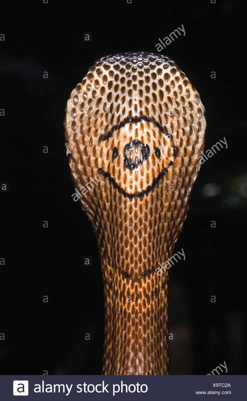 Naja Kaouthia Stock Photos & Naja Kaouthia Stock Images Alamy