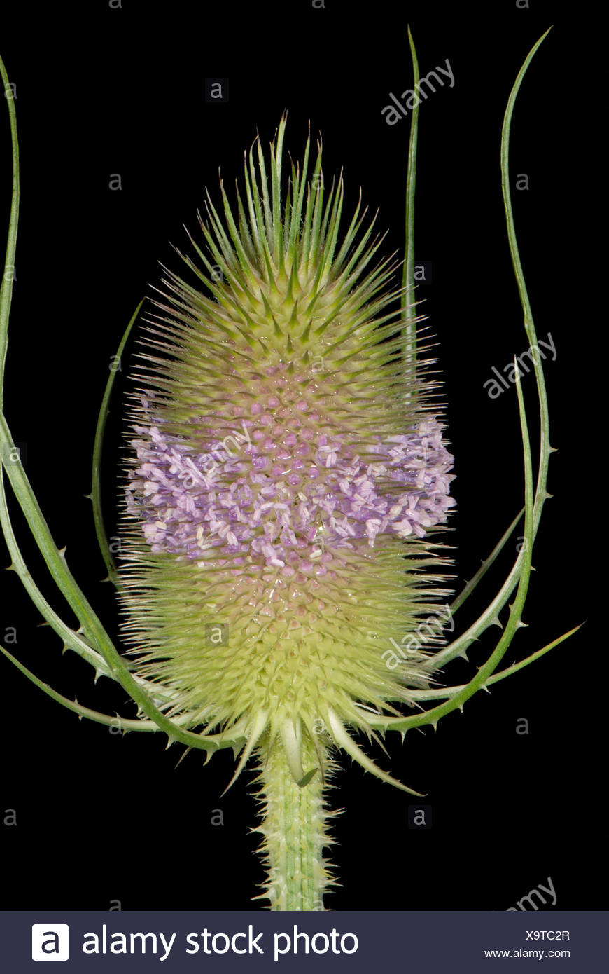 Whorl Of Flowers Stock Photos & Whorl Of Flowers Stock Images Alamy