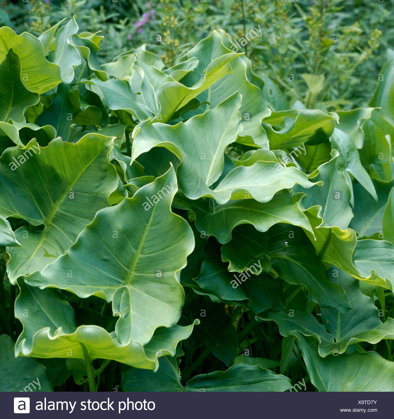 Peltandra Virginica Green Arrow Arum Wpl064726 Stock Photo Alamy