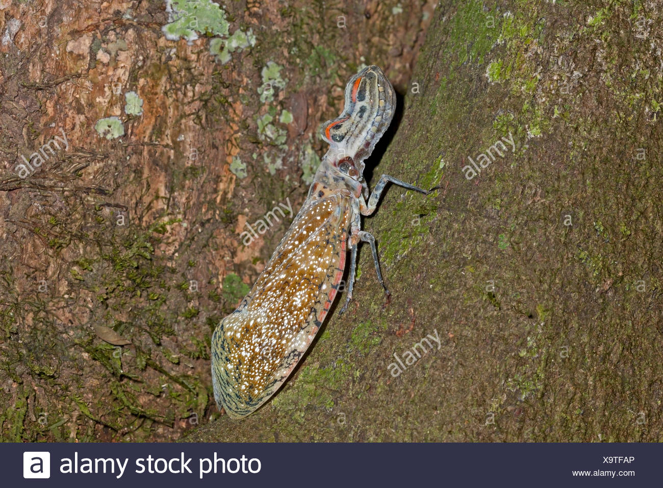 Lanternfly Or Chicharra Machaco Fulgoria Lanternaria Stock Photo Alamy