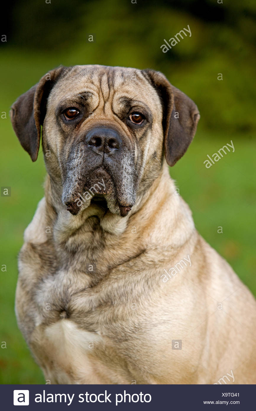 Cane Corso A Dog Breed From Italy Stock Photo 281437297