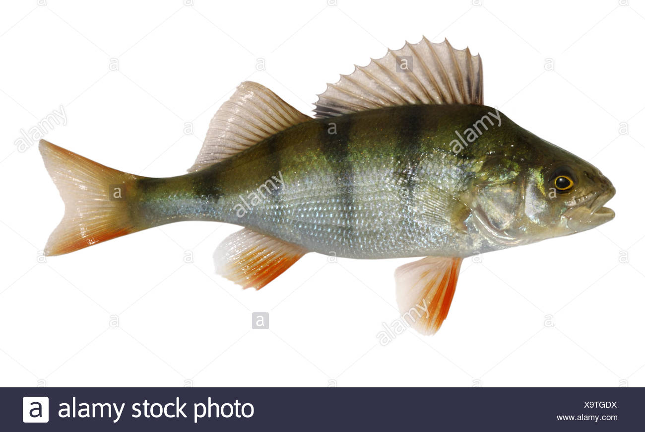 Perch Perca Fluviatilis Stock Photos & Perch Perca Fluviatilis Stock ...