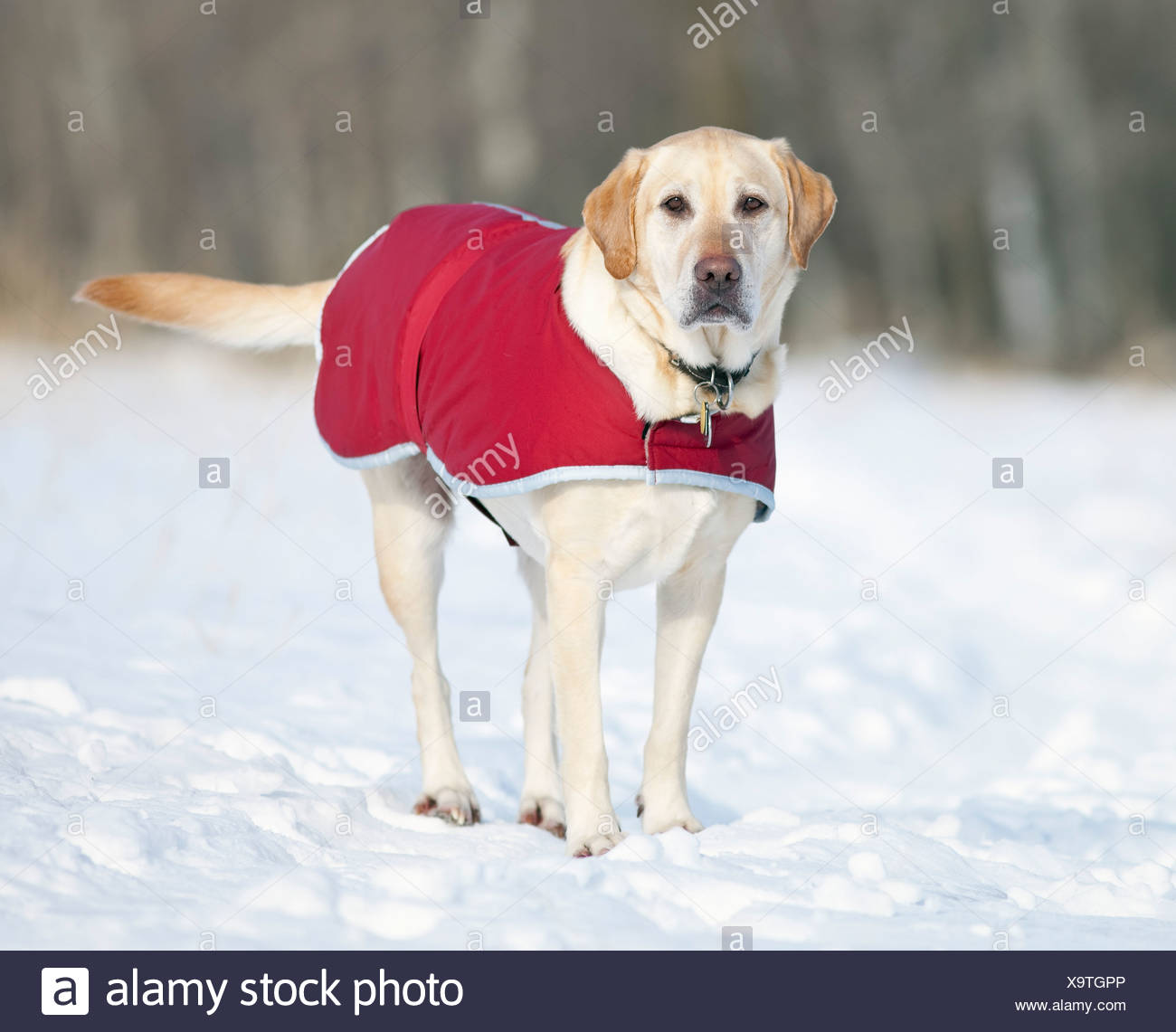 labrador winter coat