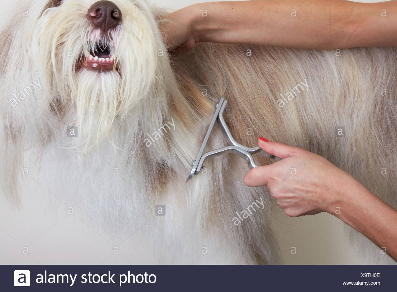 Bearded Collie De Matting Comb Through Coat In Grooming Parlour