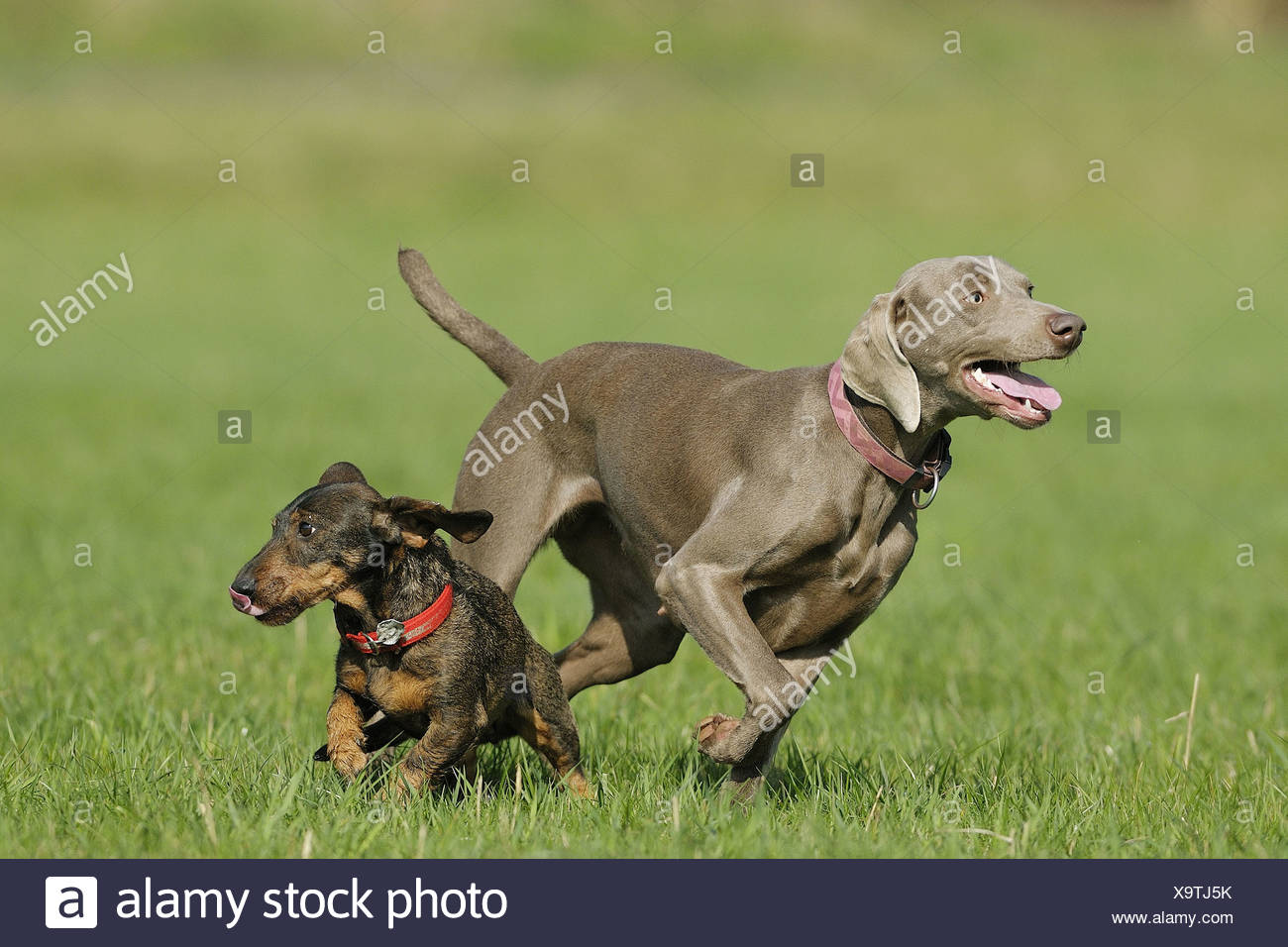 wire haired weimaraner