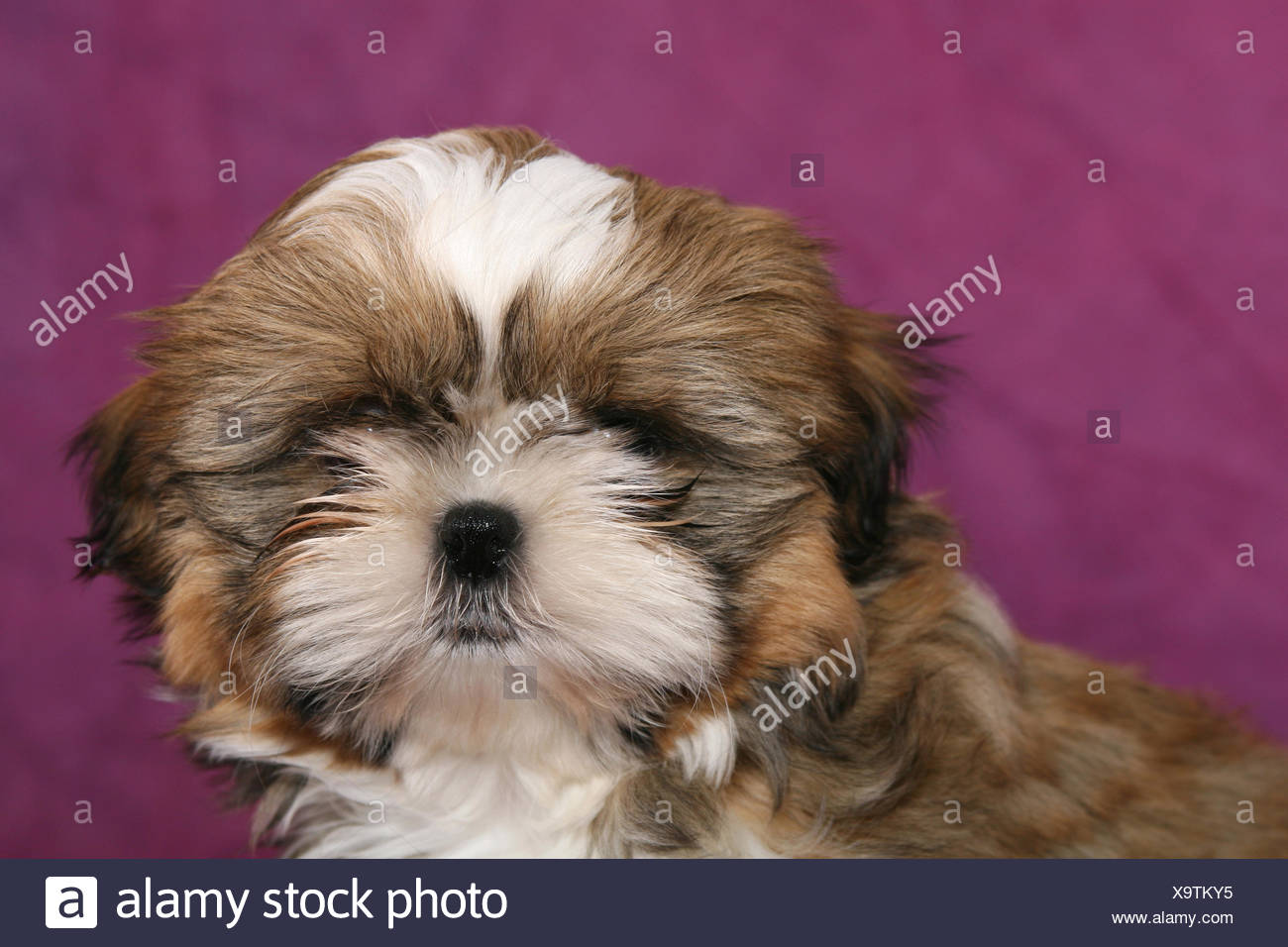 Longhaired Shih Tzu Puppy Stock Photos Longhaired Shih Tzu Puppy