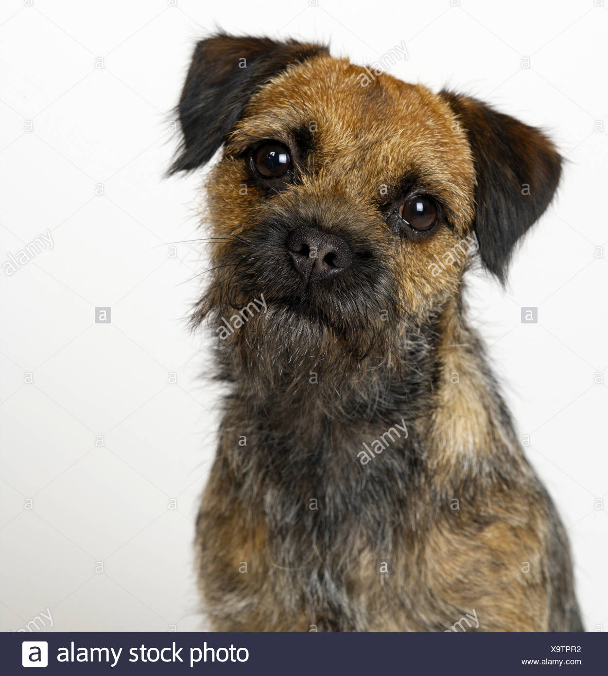 bearded terrier